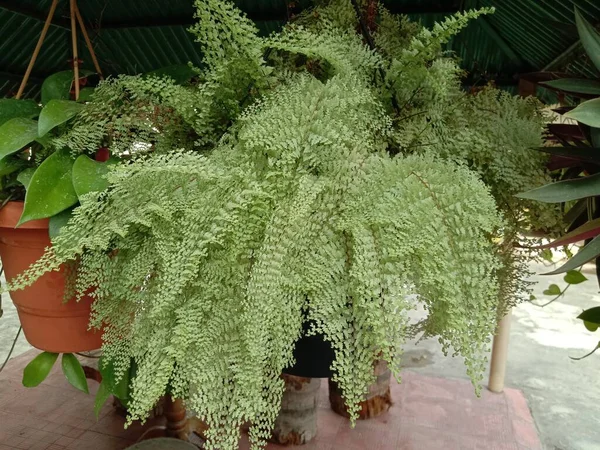 Daun Hijau Closeup Pot Garden — Stok Foto