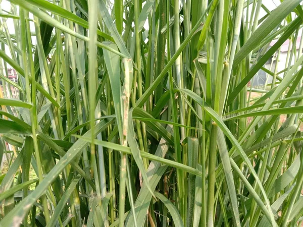 Green Colored Paddy Tree View Farm — Stock Photo, Image