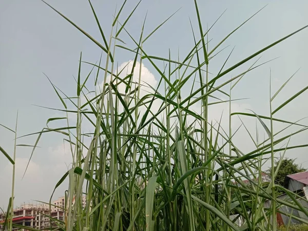 Grün Gefärbtes Gras Und Blick Auf Den Himmel Garten — Stockfoto