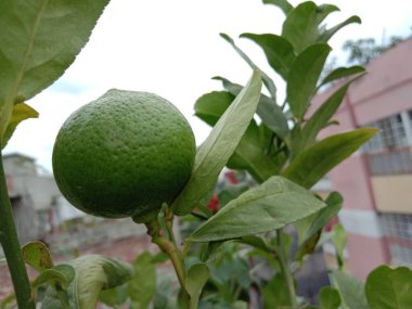 taze ve sağlıklı çiğ yeşil limon ağaçta