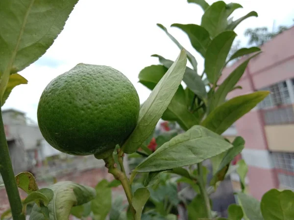 Frisch Und Gesund Roh Grün Gefärbte Zitrone Auf Baum — Stockfoto