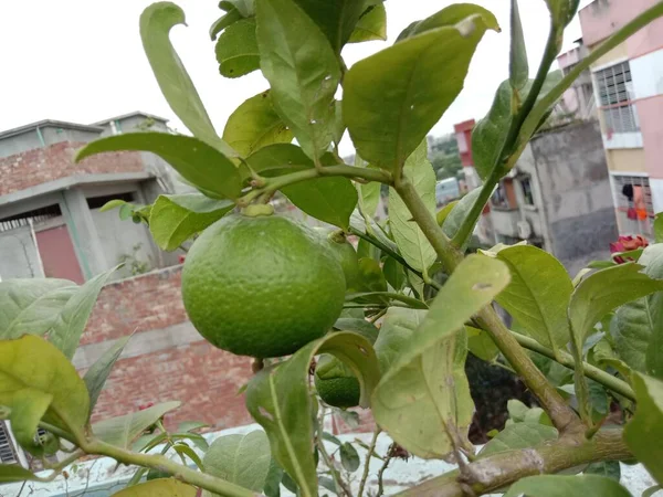 新鮮で健康的な生の緑のレモンの木 — ストック写真