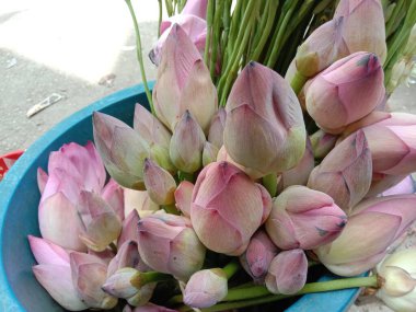 Bahçede yeşil ağacı olan pembe renk çiçek.