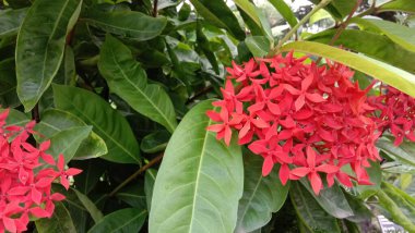 Bahçede yeşil ağacı olan kırmızı renk çiçek.