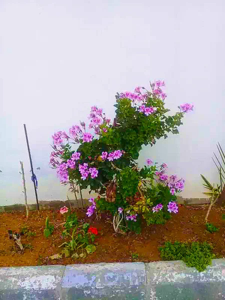 Рожева Квітка Кольору Зеленим Деревом Саду — стокове фото