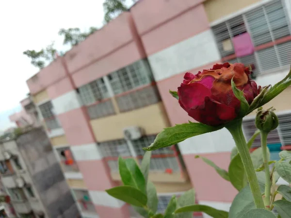 Flor Cor Vermelha Com Árvore Verde Jardim — Fotografia de Stock