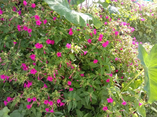 Bahçede yeşil ağacı olan kırmızı renk çiçek.