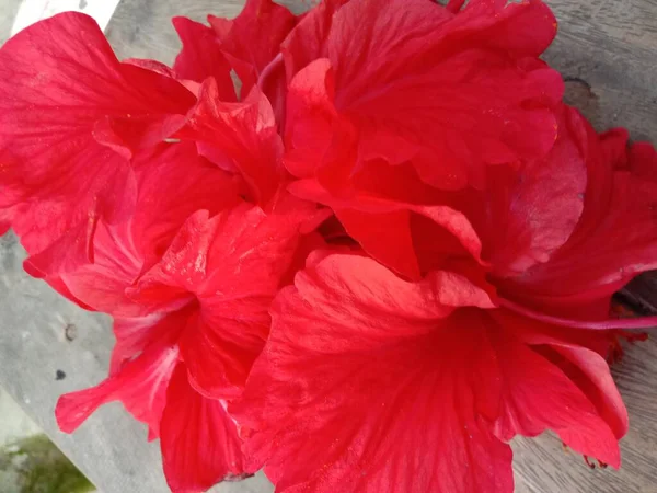 Fleur Couleur Rouge Avec Arbre Vert Sur Jardin — Photo