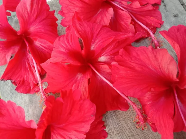 Piros Szín Virág Zöld Kertben — Stock Fotó