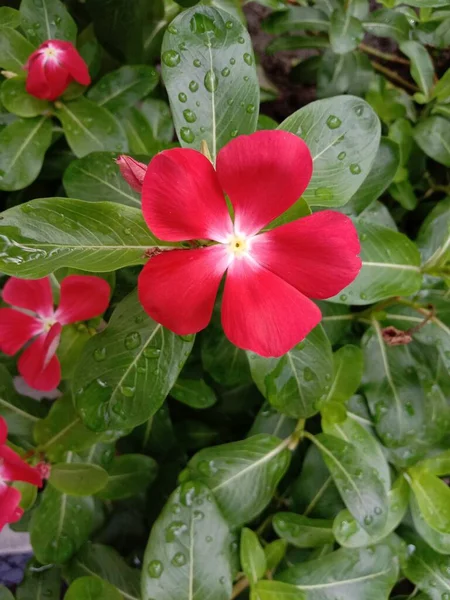 Fiore Colore Rosso Con Albero Verde Sul Giardino — Foto Stock
