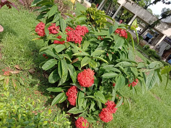 Цветок Красного Цвета Зеленым Деревом Саду — стоковое фото