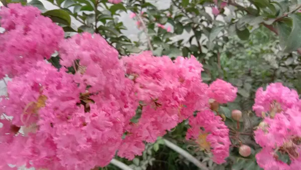 Rose Fleur Couleur Avec Arbre Vert Sur Jardin — Photo