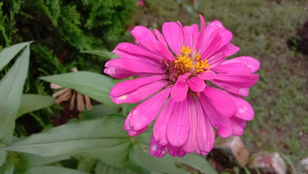 Рожева Квітка Кольору Зеленим Деревом Саду — стокове фото