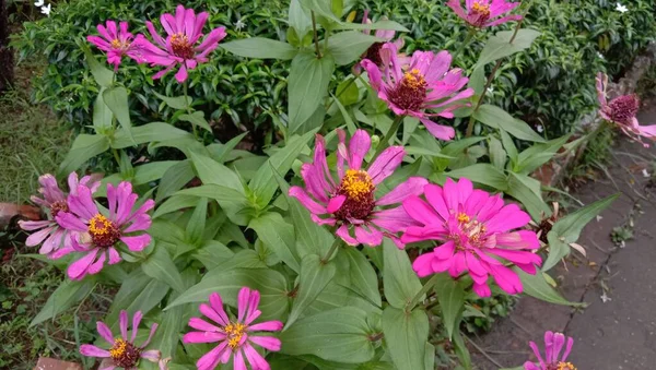 庭に緑の木があるピンク色の花 — ストック写真