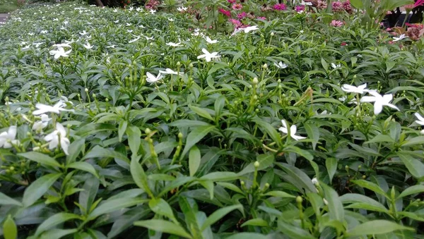 Fehér Színű Kis Virág Zöld Kertben — Stock Fotó