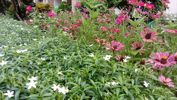 Flor Cor Rosa Com Árvore Verde Jardim — Fotografia de Stock