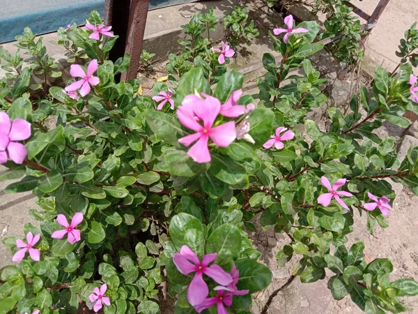 园中有绿树的粉红色花朵 — 图库照片