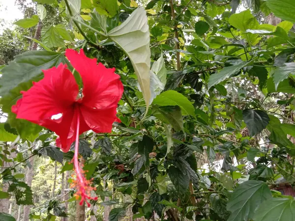 Red Color Flower Green Tree Garden — Stock Photo, Image