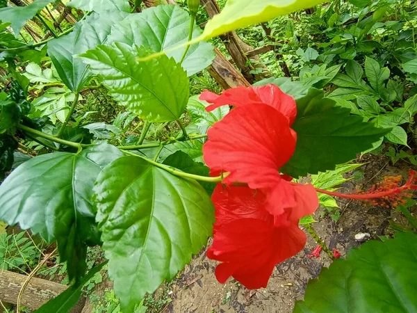 Red Color Flower Green Tree Garden — Stock Photo, Image