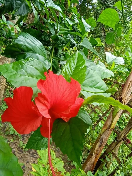 庭に緑の木がある赤い色の花 — ストック写真