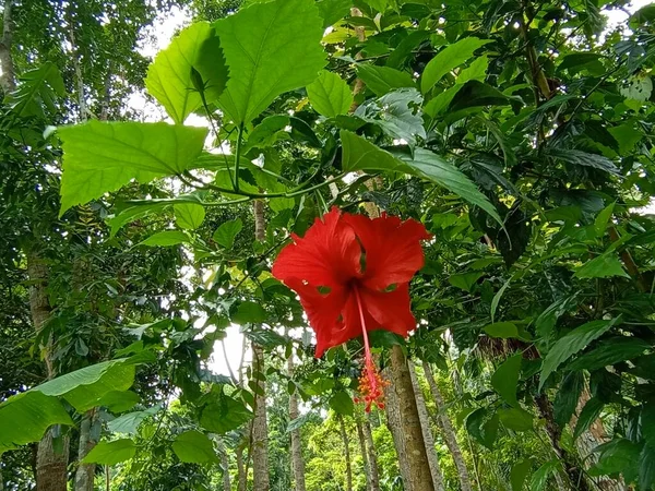 Red Color Flower Green Tree Garden — Stock Photo, Image