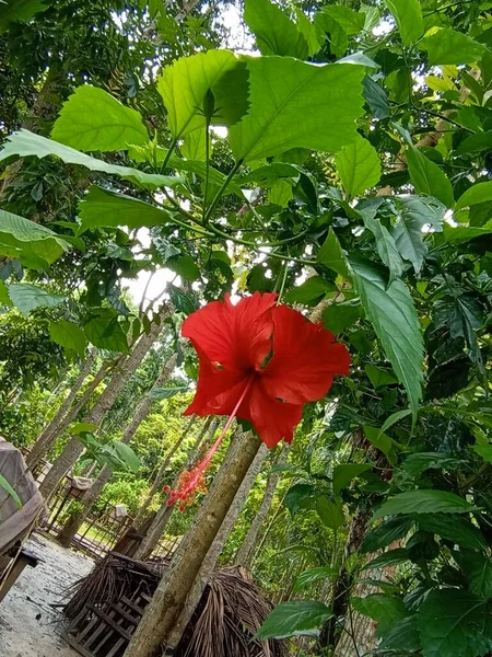 Червоний Колір Квітка Зеленим Деревом Саду — стокове фото