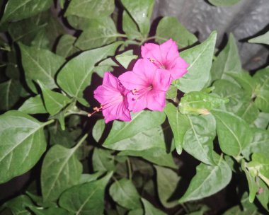 Bahçede yeşil ağacı olan pembe renk çiçek.