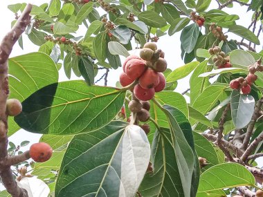 Bahçede yeşil ağacı olan pembe renk çiçek.