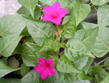 Bahçede yeşil ağacı olan pembe renk çiçek.