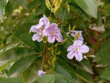 Bahçede yeşil ağacı olan pembe renk çiçek.