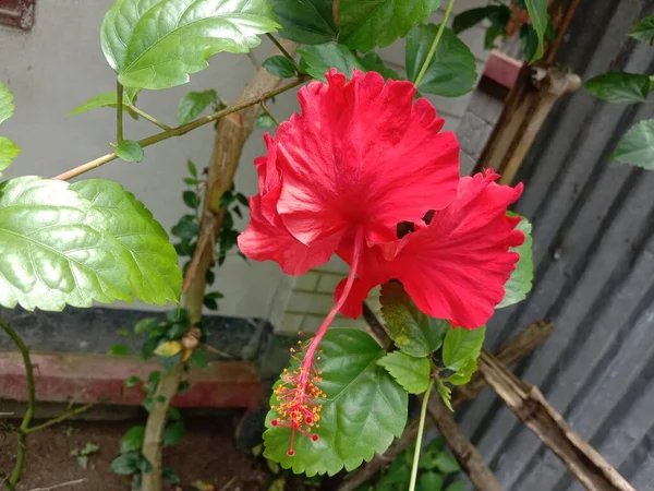 Rote Farbe Blume Mit Grünem Baum Auf Garten — Stockfoto