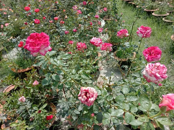 Flor Cor Vermelha Com Árvore Verde Jardim — Fotografia de Stock