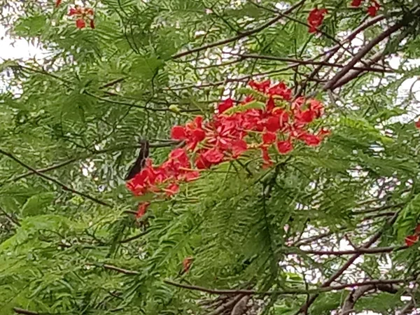 Flor Cor Vermelha Com Árvore Verde Jardim — Fotografia de Stock