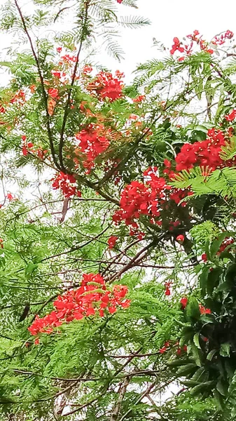 Rote Farbe Blume Mit Grünem Baum Auf Garten — Stockfoto