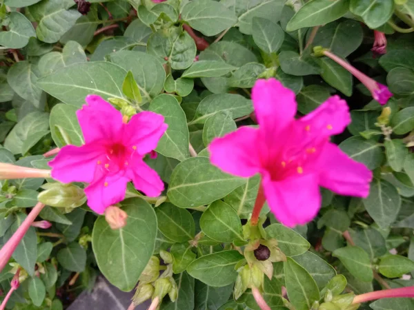 庭に緑の木があるピンク色の花 — ストック写真
