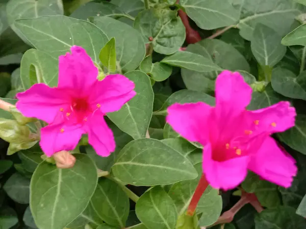 庭に緑の木があるピンク色の花 — ストック写真