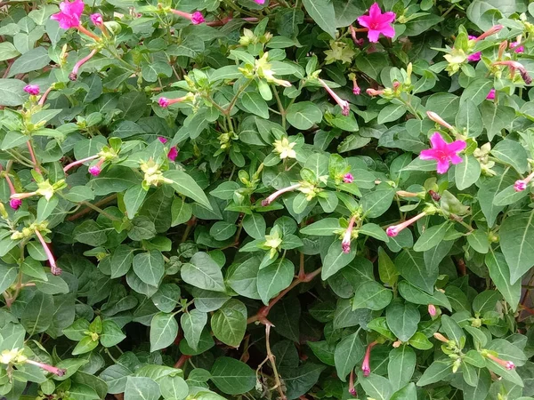 Fiore Colore Rosa Con Albero Verde Sul Giardino — Foto Stock