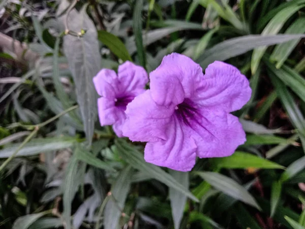 Flor Color Violeta Con Árbol Verde Endurecer —  Fotos de Stock