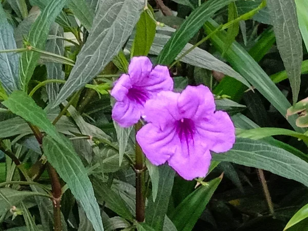 Violett Färgad Blomma Med Grönt Träd Härden — Stockfoto