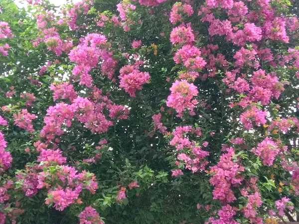 Růžová Barva Květ Zeleným Stromem Zahradě — Stock fotografie