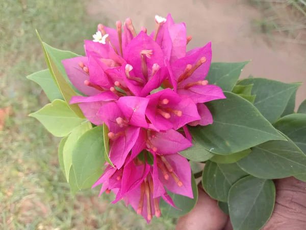 Roze Kleur Bloem Met Groene Boom Tuin — Stockfoto