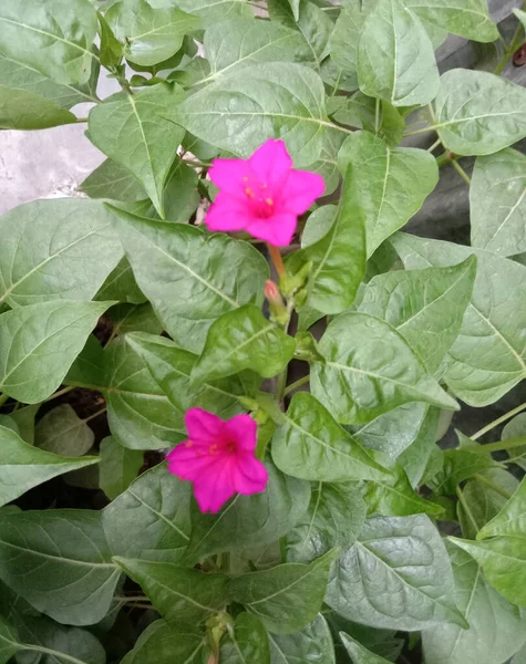 Roze Kleur Bloem Met Groene Boom Tuin — Stockfoto