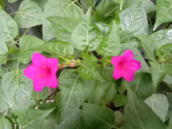 Roze Kleur Bloem Met Groene Boom Tuin — Stockfoto