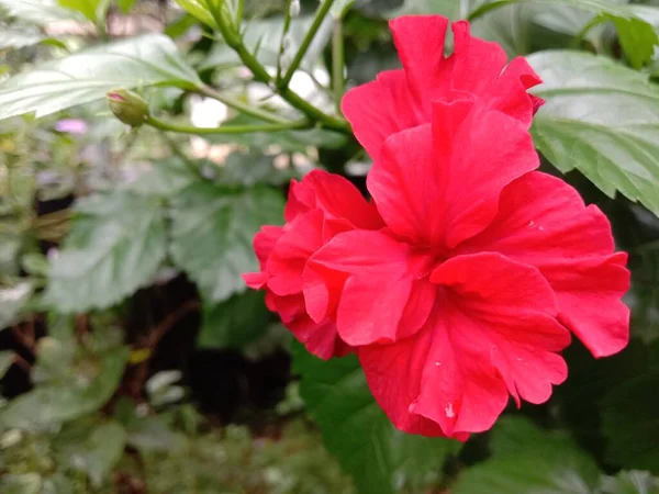 Rode Kleur Bloem Met Groene Boom Tuin — Stockfoto