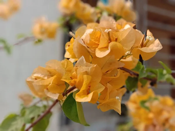 Flor Cor Amarela Com Árvore Verde Jardim — Fotografia de Stock