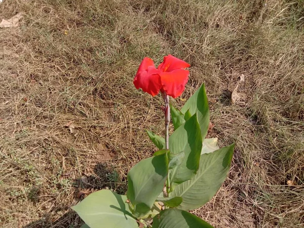 Flor Cor Vermelha Com Árvore Verde Jardim — Fotografia de Stock