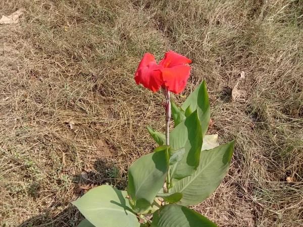 Flor Color Rojo Con Árbol Verde Jardín —  Fotos de Stock