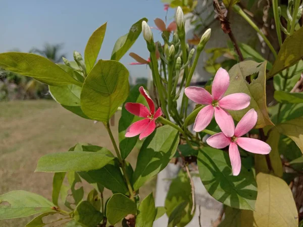 Rózsaszín Színes Virág Zöld Kertben — Stock Fotó