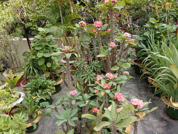 Rosa Farbe Blume Mit Grünem Baum Auf Garten — Stockfoto