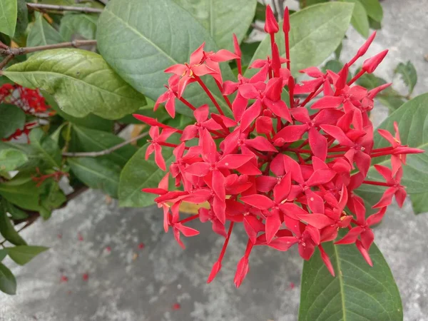 Červená Barva Květina Zeleným Stromem Zahradě — Stock fotografie